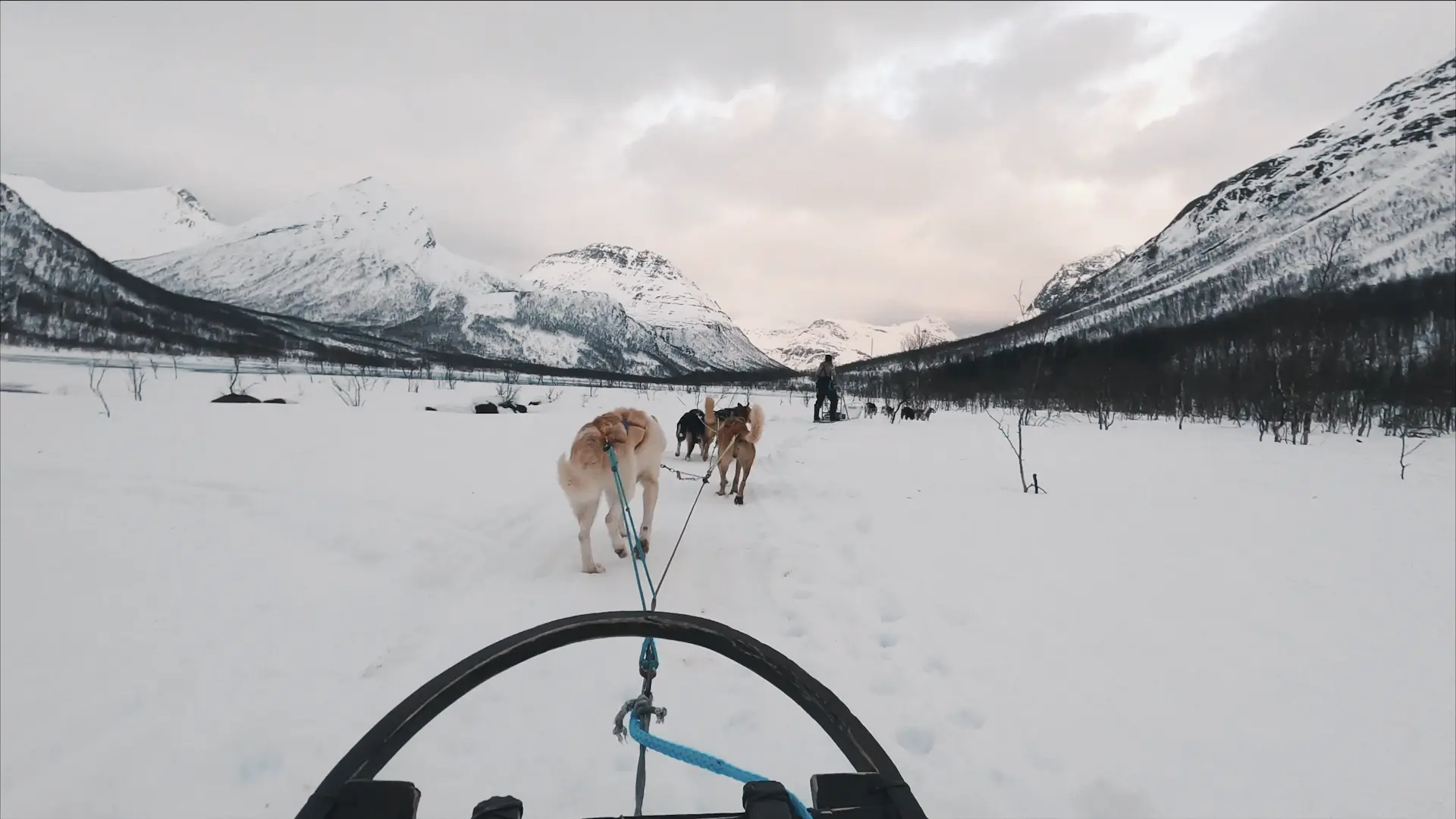 Husky Safari Tamokdalen